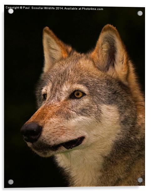 European Wolf Headstudy Acrylic by Paul Scoullar