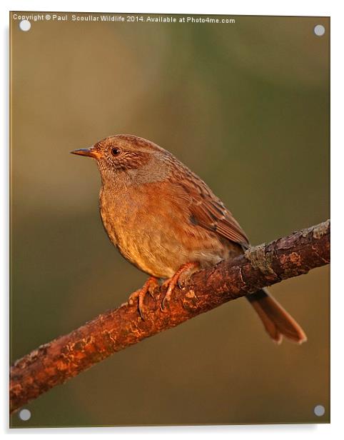 Dunnock Acrylic by Paul Scoullar