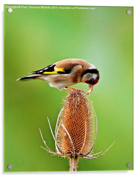 Goldfinch feeding on Teasel comb. Acrylic by Paul Scoullar