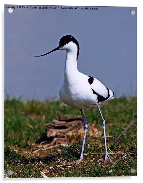 Avocet Acrylic by Paul Scoullar