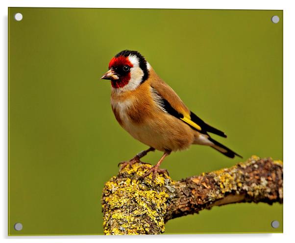 Goldfinch Acrylic by Paul Scoullar