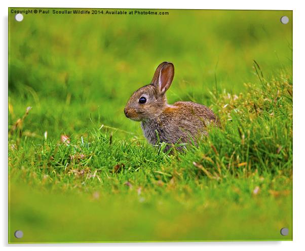 Brown Rabbit Acrylic by Paul Scoullar