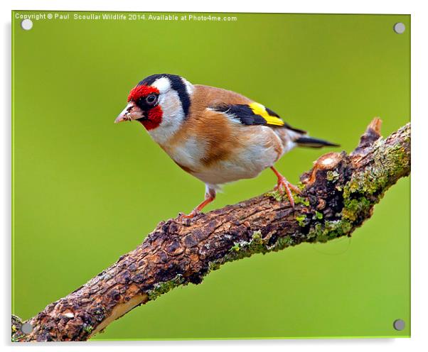 Goldfinch Acrylic by Paul Scoullar