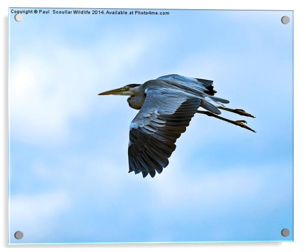  Grey Heron in flight Acrylic by Paul Scoullar