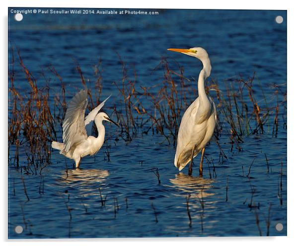 Great White and Little Egret Acrylic by Paul Scoullar