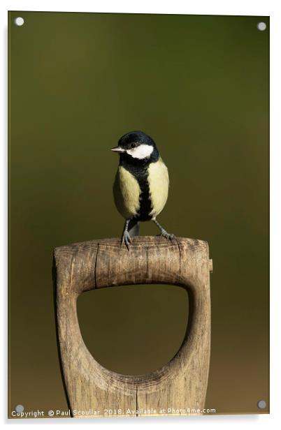 Great Tit on Spade Handle Acrylic by Paul Scoullar