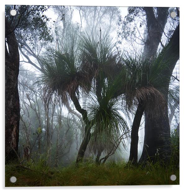 Grass Trees in the Mist Acrylic by