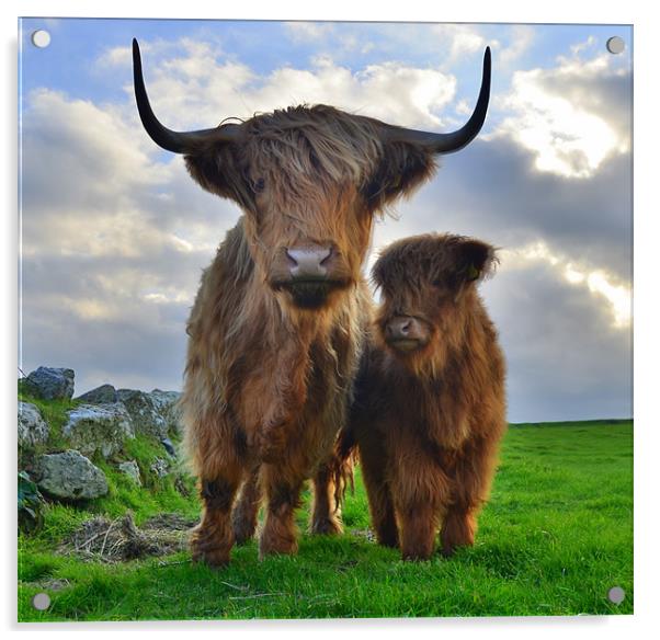 Hairy Cows Acrylic by Rob Parsons