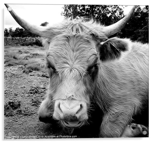 Cheeky Highland Beauty Acrylic by carolyn stewart