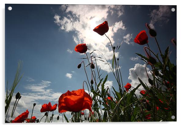 Sunlit Poppies Acrylic by Ian Rolfe