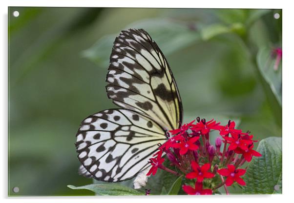 Bright White Butterfly Acrylic by Simon Mordecai