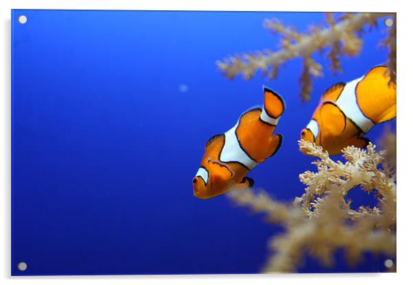Nemo - Clown Fish Acrylic by Simon Mordecai