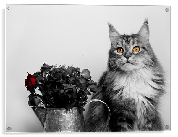 Flower pot cat. Acrylic by mary stevenson