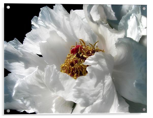 White Peony Acrylic by Mary Lane