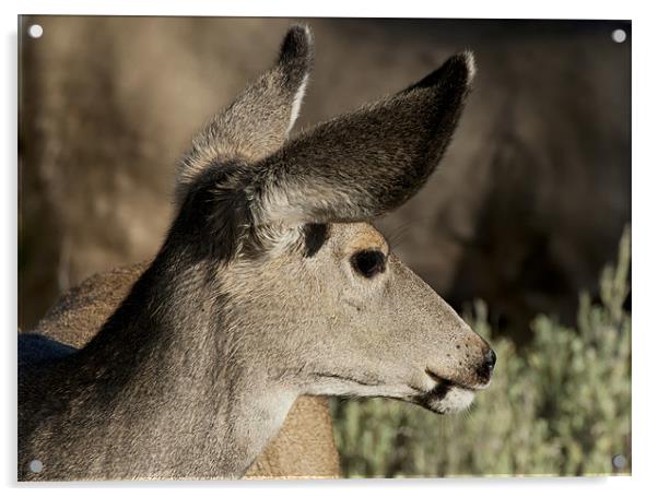 White Tailed Deer Acrylic by Mary Lane