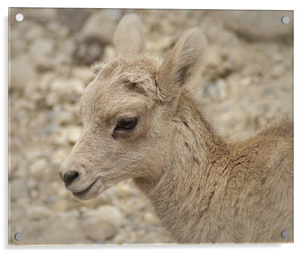 Baby Mountain Sheep Acrylic by Mary Lane