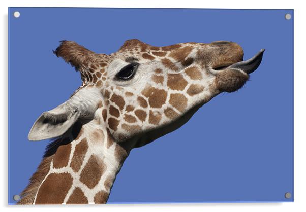 Giraffe Acrylic by Mary Lane