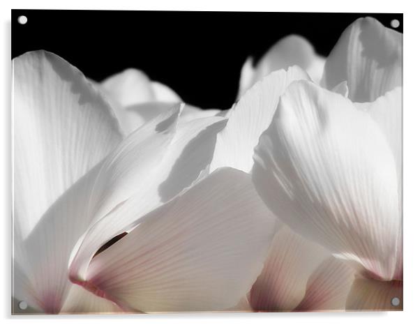 White Cyclamen Acrylic by Mary Lane