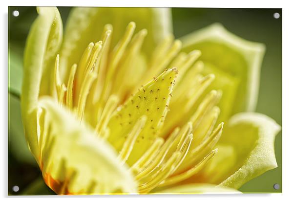 Tulip Tree Flower Acrylic by Mary Lane