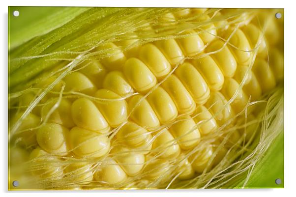 Corn Acrylic by Mary Lane