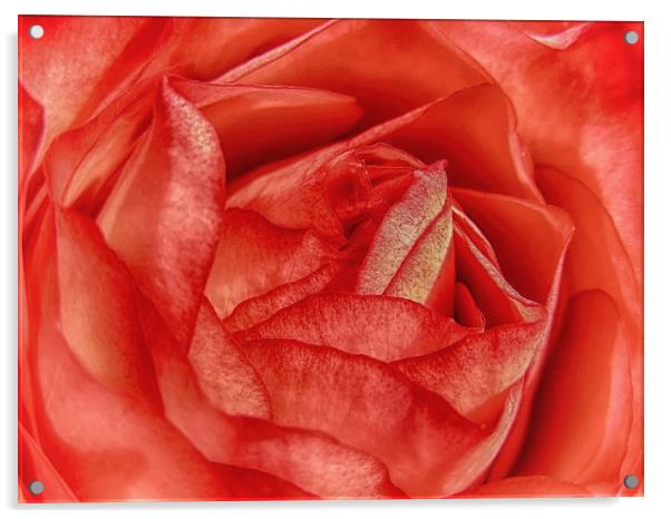 Coral Rose Acrylic by Mary Lane