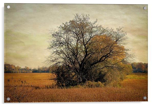 Fall Field Acrylic by Mary Lane