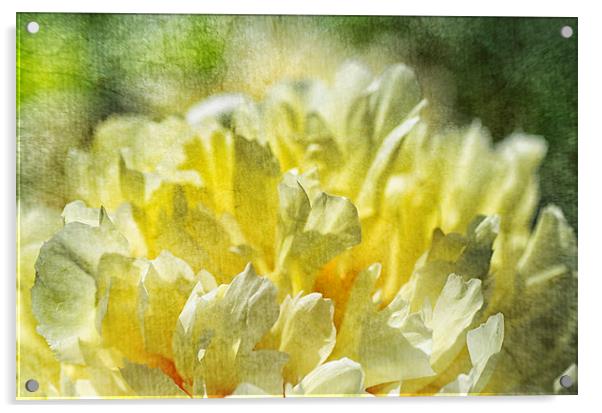 Yellow Peony Acrylic by Mary Lane