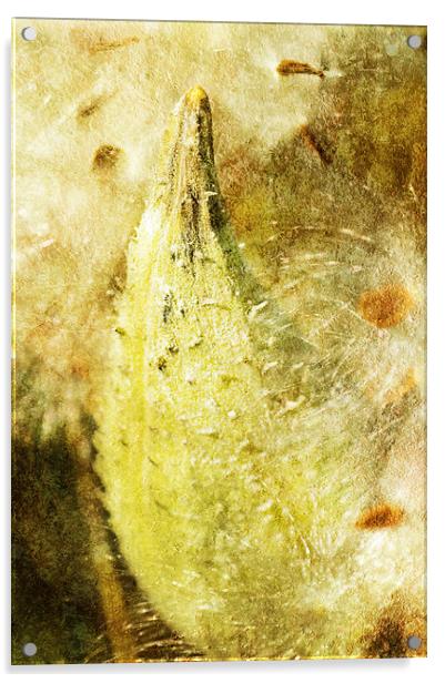 Milkweed Acrylic by Mary Lane