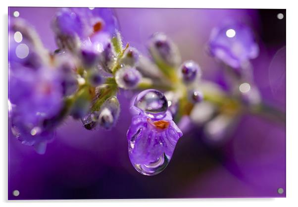 Lavender Rain Acrylic by Mary Lane