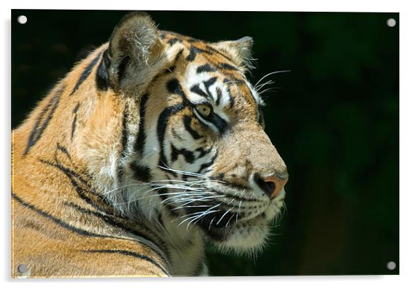 Sumatran Tiger Acrylic by Mary Lane