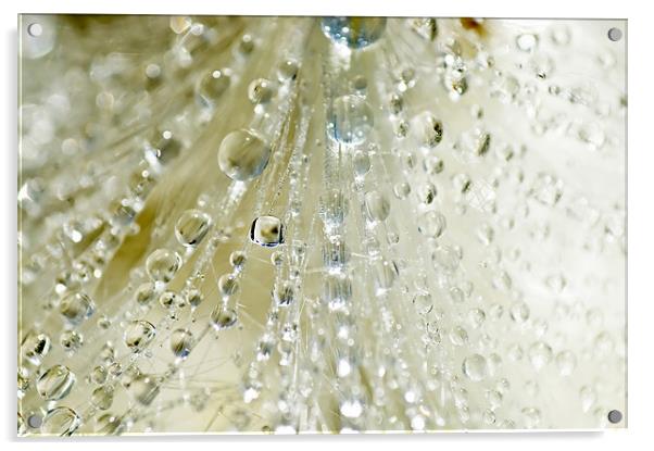 Dewdrop Crystals Acrylic by Mary Lane