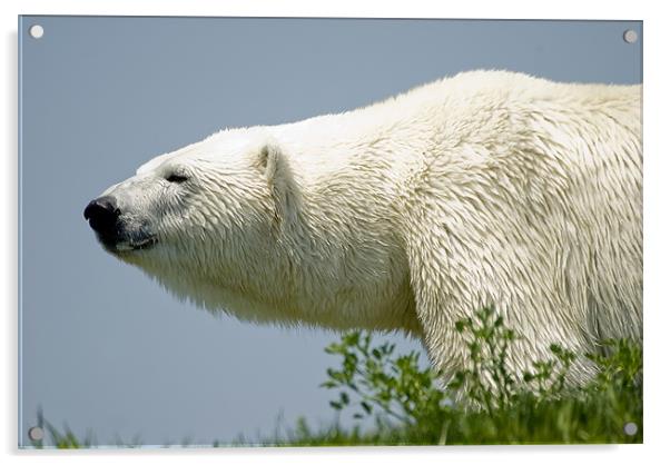Polar Bear Acrylic by Mary Lane