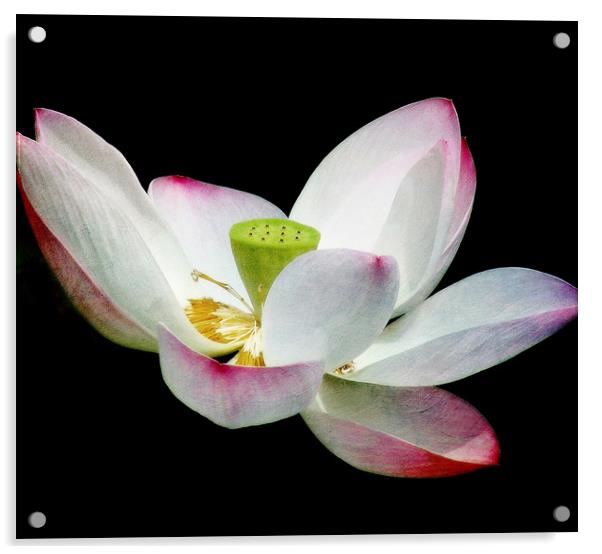 Lotus Blossom Acrylic by Mary Lane