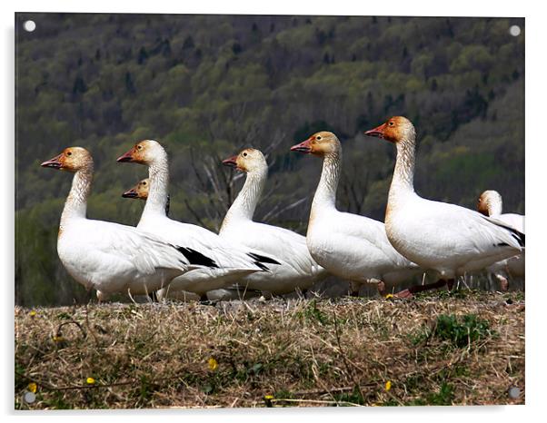 Greater Snow Geese Acrylic by Mary Lane