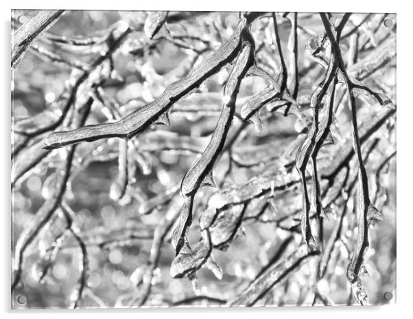 More Frozen Branches Acrylic by Mary Lane