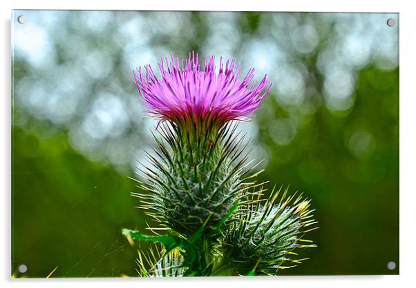 Thistle Acrylic by Kim McDonell