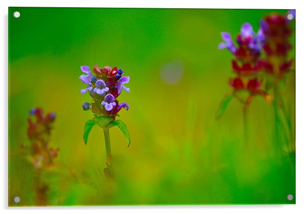 Wild Flower - Prunella vulgaris Acrylic by Kim McDonell