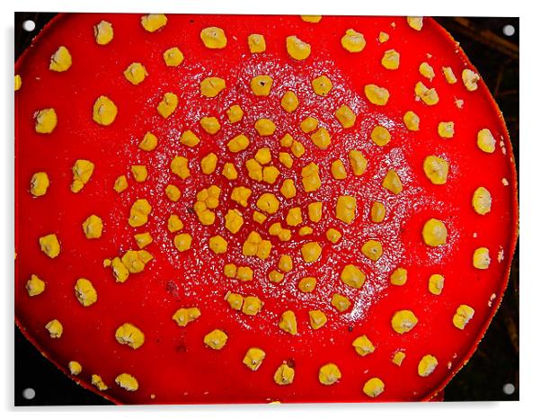 Amanita muscaria - Mushrooms Acrylic by Kim McDonell