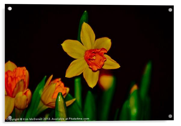 Daffodil Acrylic by Kim McDonell