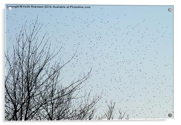A startling Starling migration Acrylic by Keith Robinson