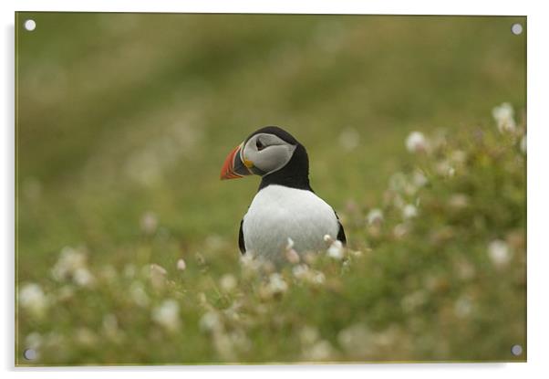 Puffin Acrylic by lee wilce