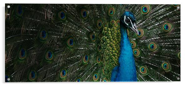 Peacock display Acrylic by christopher darmanin