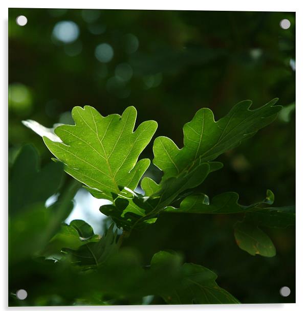 oak leaf Acrylic by christopher darmanin