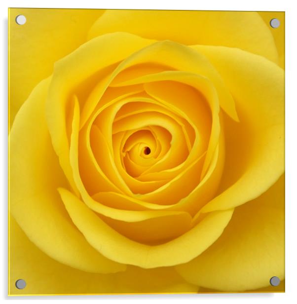 Yellow rose Acrylic by christopher darmanin