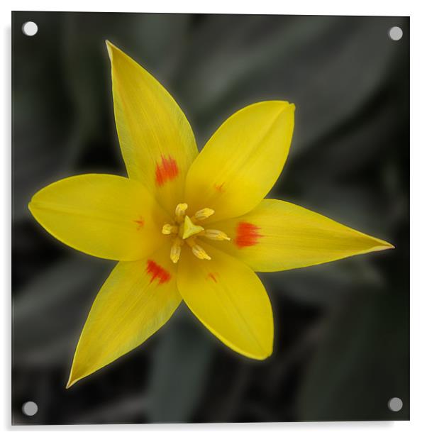 yellow tulip Acrylic by christopher darmanin