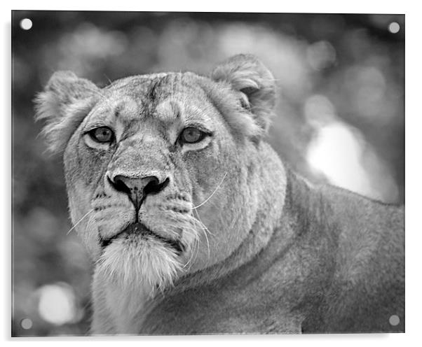  lioness 001 Acrylic by christopher darmanin