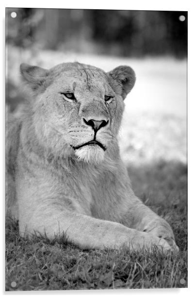  lioness 004 Acrylic by christopher darmanin