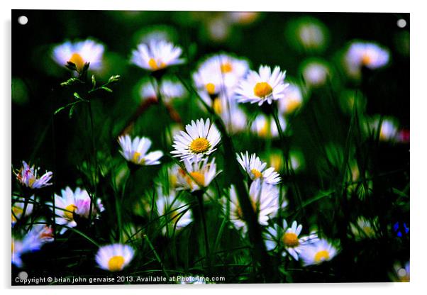 the daisies Acrylic by  