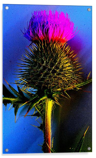 Flower of Scotland Acrylic by  