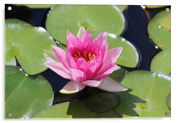 Floating Pink Water Lilly Acrylic by David Bridge